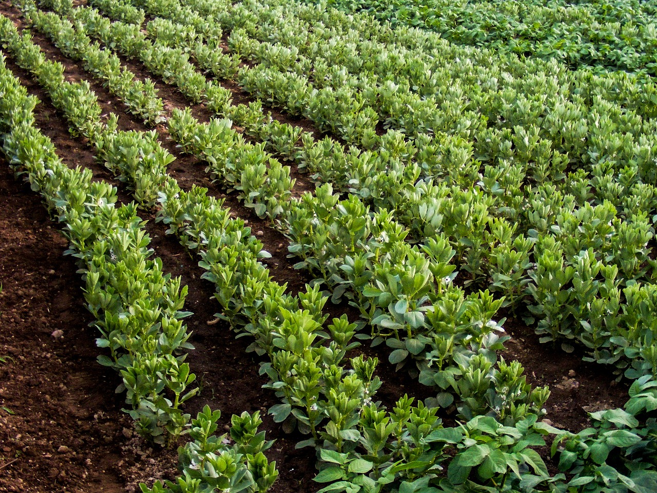 Creating a Backyard Vegetable Market Garden